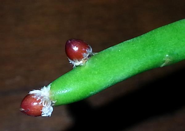 http://www.cloudjungle.com/cloudjungle/Cactaceae/Rhipsalis/Rhipsalis dissimilis f marnieriana buds.jpg